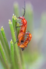 beetle bug (Leptopalpus rostratus)