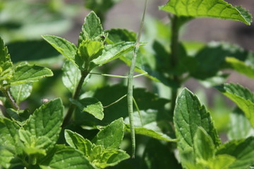 walking stick on mint leaves