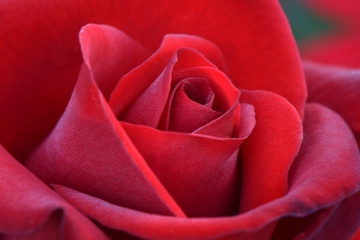 Crimson Bouquet Red Rose 05