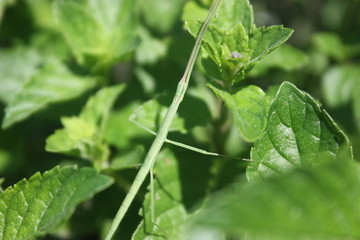 walking stick on mint leaves