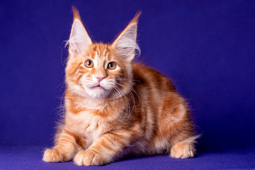 Cute maine coon kitten on blue background in studio, isolated.