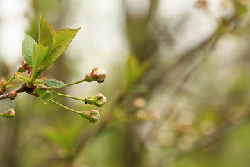 buds of apple tree flowers in the summer garden