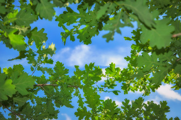 Fototapeta na wymiar Young light green oak foliage against a blue sky and white clouds.