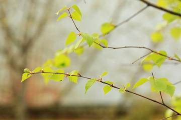 birch branch. summer sunny day, selective soft focus