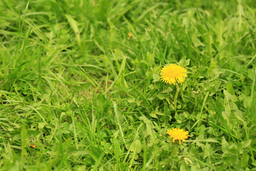 yellow dandelions in the green grass. summer sunny day, selective soft focus