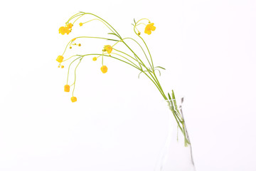 delicate wild yellow flowers on white background