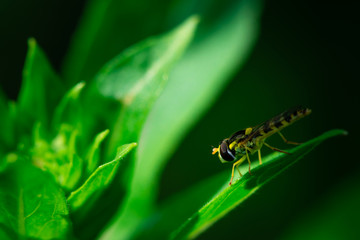 Macro photo, close-up, Hoverflies sits on a leaf, Syrphidae, Arthropoda, Insecta, Diptera
