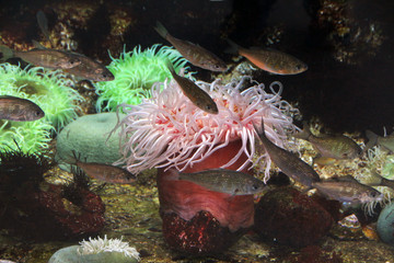 Corals and marine life