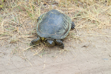 Green turtle crawling along a country road