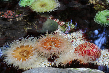 Corals and marine life