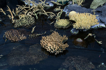 Naklejka na ściany i meble Corals and marine life