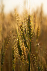 Grain field. Space for wheat. Land for agricultural purposes. Food base of the human race.