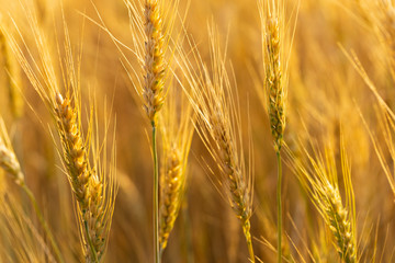 Grain field. Space for wheat. Land for agricultural purposes. Food base of the human race.