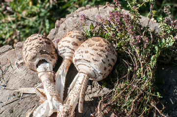 Young  parasol mushrooms and wild herbs on old wooden stump
