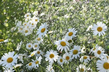 Summer rain in the garden and daisies with drops on the bokeh background, blurred focus.