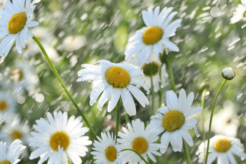 Obraz premium Summer rain in the garden and daisies with drops on the bokeh background, blurred focus.