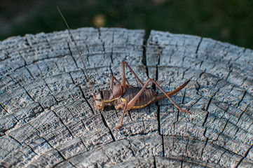 Brown grasshopper closeup on weathered wooden stump