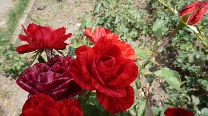 beautiful scarlet roses