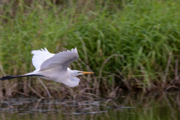 flying egret