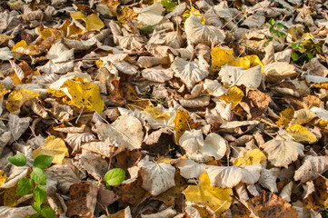 Fallen autumn leaves closeup as natural floral fall background