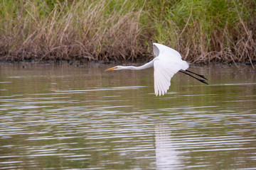 Egret flying over water