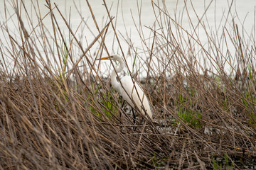 Egret in the tall grass