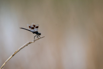 Dragonfly on a twig