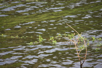 grass growing in water