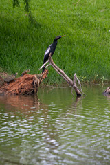 Cormorant on a branch in the water