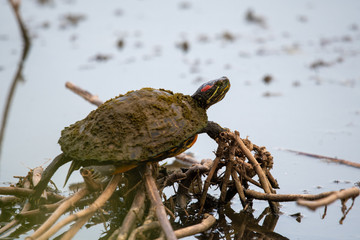 Red-eared slider turtle in a swamp