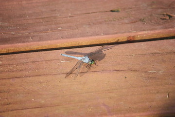 dragonfly sitting on pier