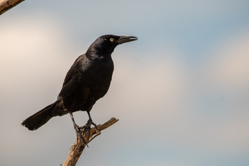 crow on tree