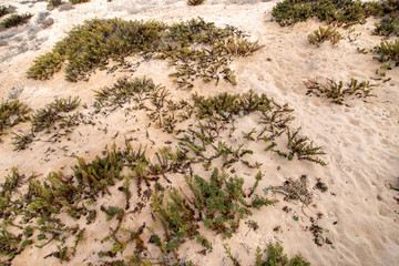sand dunes shoreline