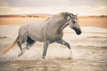Schimmel am Sandstrand
