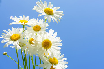 Fototapeta na wymiar Bouquet of white field daisies against the blue sky
