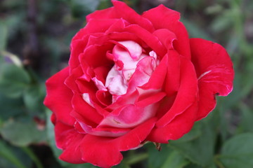 red rose from garden