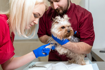  handsome doctor veterinarian and his attractive assistant at vet clinic are examining little dog Yorkshire Terrier