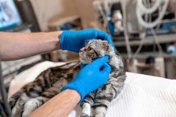 anesthesiologist prepares a cat for surgery. Checks if anesthesia worked . Pet surgery. Pet surgery