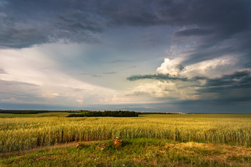 Storm dark clouds over field. Thunderstorm over a wheat field