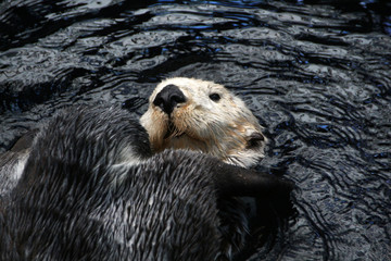 sea otter (Enhydra lutris)