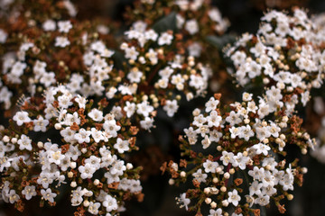 Viburnum tinus flower