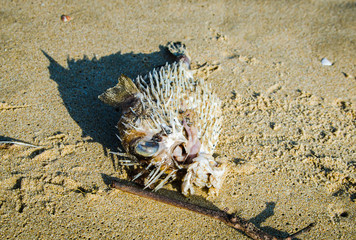 Dead puffer fish on the shore of Pacific Ocean © marketanovakova