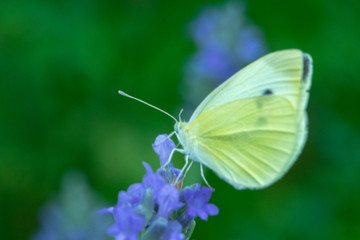 Butterfly on flower. Summer meadow with macro nature
