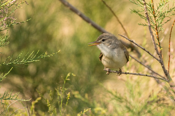 Stunning bird photo. Upcher's warbler / Hippolais languida