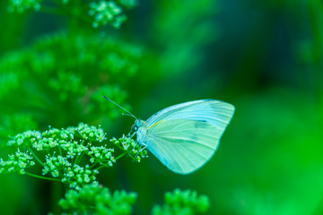 Butterfly on flower. Summer meadow with macro nature