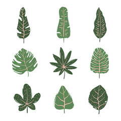 Obraz premium Set of tropical leaves. Hand drawn vector elements