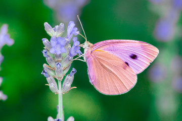 Butterfly on flower. Summer meadow with macro nature
