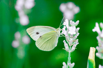 Butterfly on flower. Summer meadow with macro nature