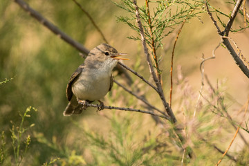 Stunning bird photo. Upcher's warbler / Hippolais languida