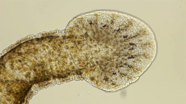 Leech. Fish leech Piscicola under the microscope. A parasite that attaches to fish and sucks blood from them, from the family of annelids. With mass reproduction can cause serious damage to fisheries.